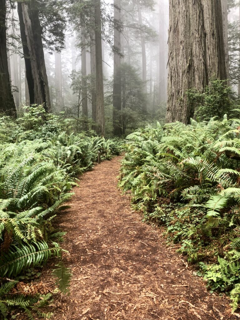 A beautiful fern-lined path in the redwood forest